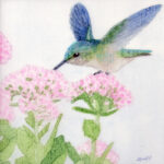 Hummingbird and Sedum