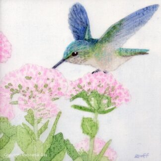 Hummingbird and Sedum