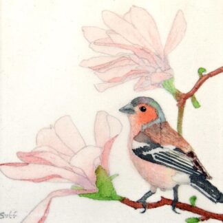 Chaffinch and Magnolia
