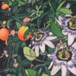 Passion Fruit - Passion Flowers