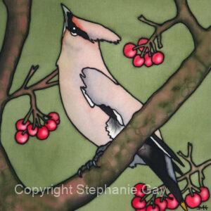 Winter Visitors - Waxwing