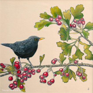Blackbird and Hawthorn