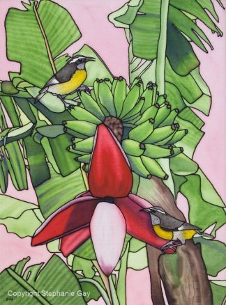 Going Bananas - Bananaquits and Bananas