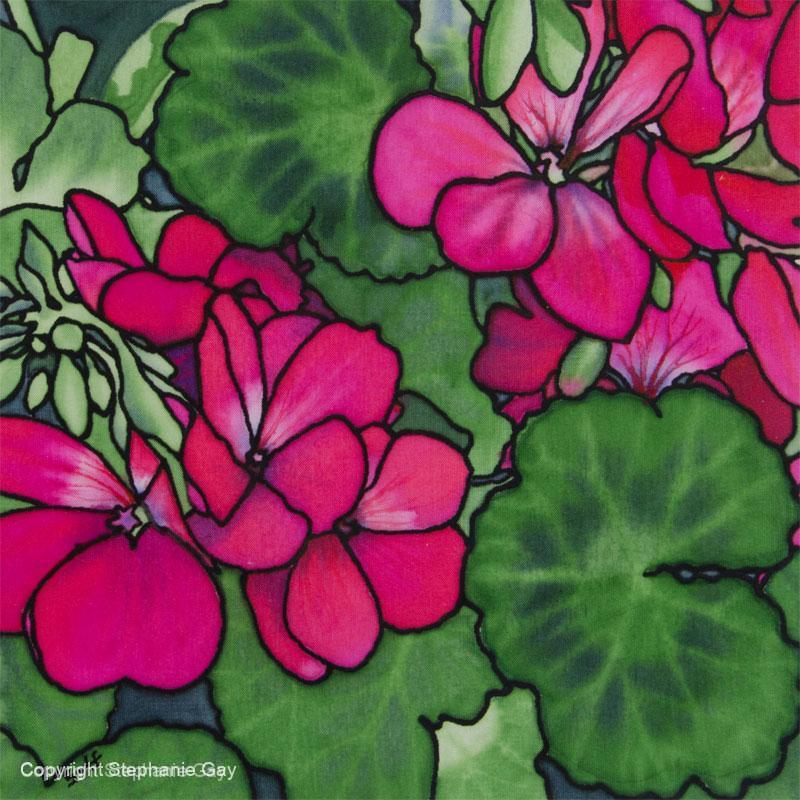 Pelargoniums