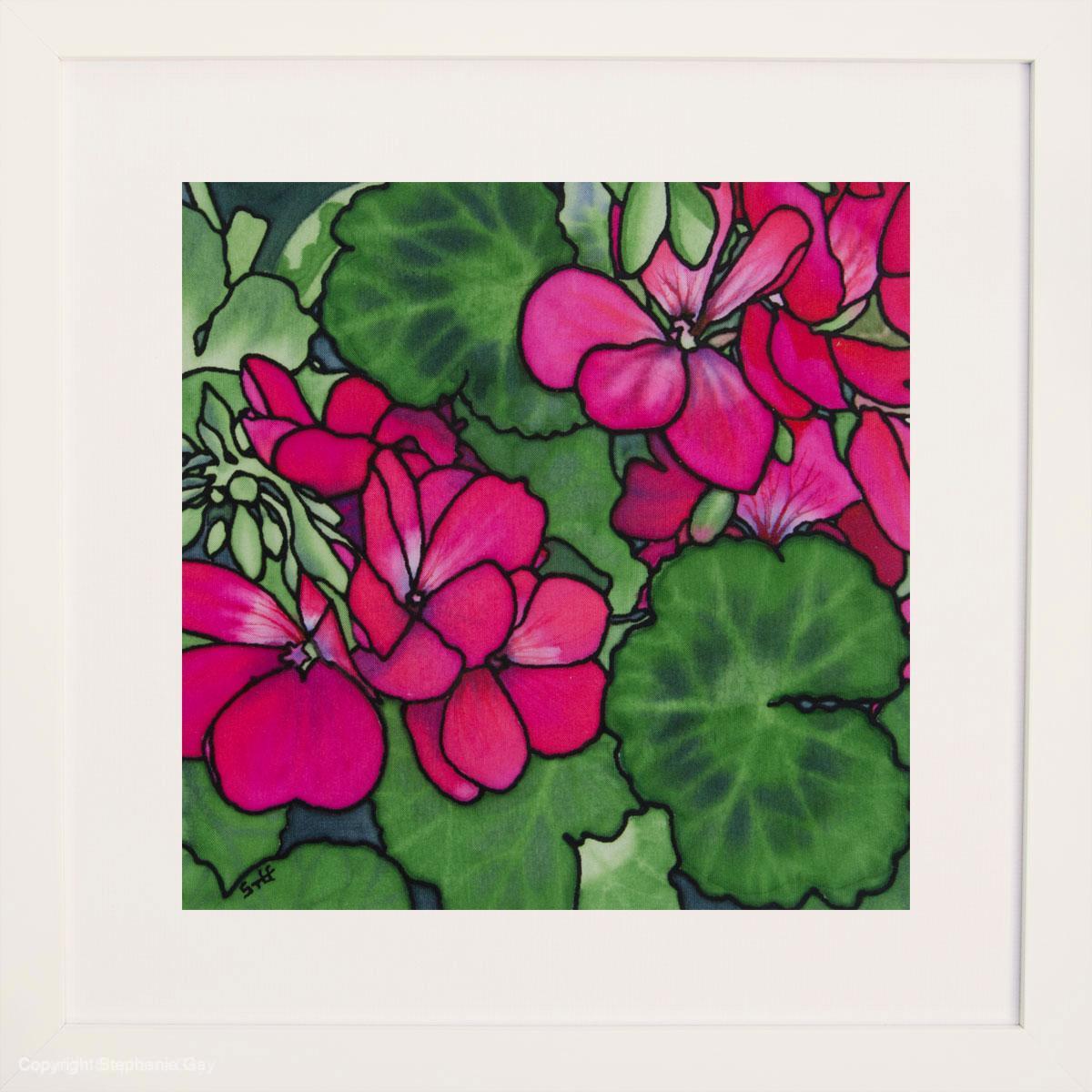 Pelargoniums - Image 2