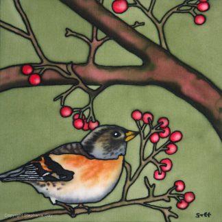 Winter Visitors - Brambling