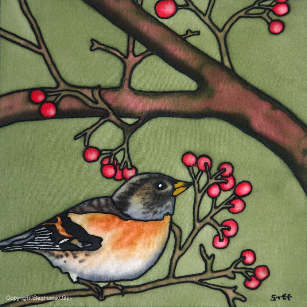 Winter Visitors - Brambling